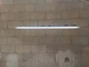 لنبات فيونست