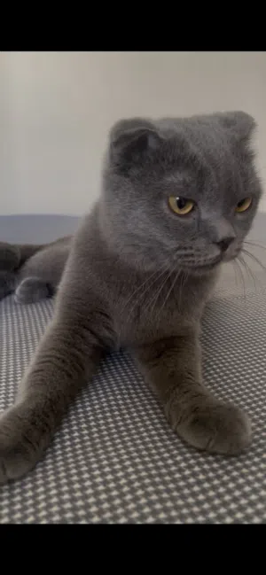 Scottish Fold