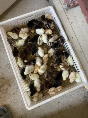 صيصان مهجنة عماني فرنسي للبيع