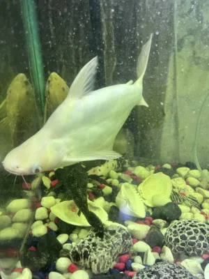 قرش  فرعوني