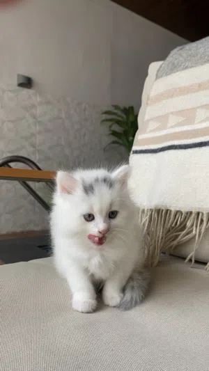 3 قطط مكس تركي الانجورا و سيبيري