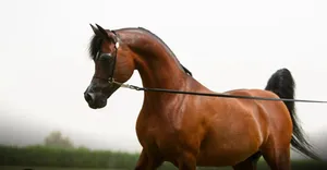 Horses0