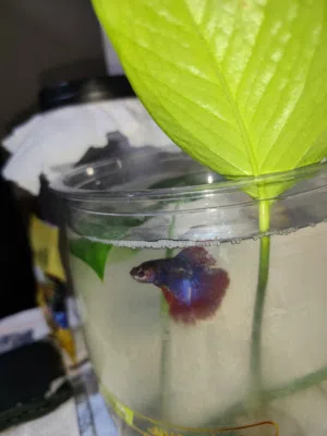 Betta fish + Tank + Lives plant