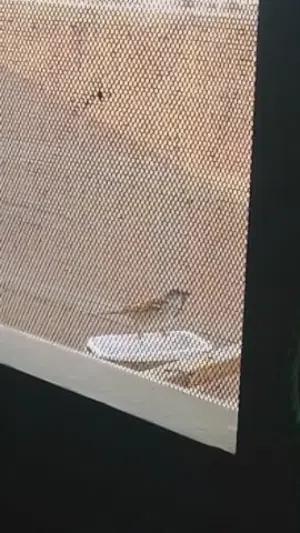 شقه هاي لوكس