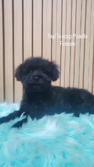 5 months Teacup Poodle female