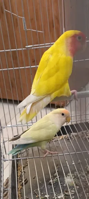 كوبيه بركديلو بالقفص