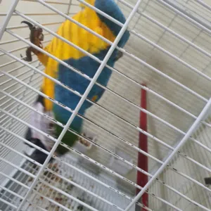 ببغاء مكاوي