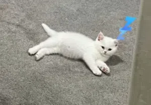 قط شيرازي ذكر