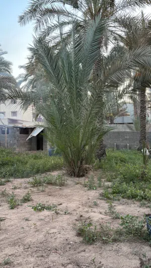 ثلاتة نخلات للبيع