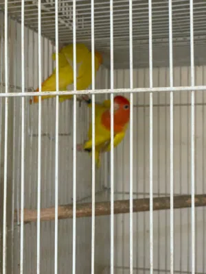 طيور لايف بيرد