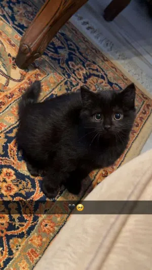 turkish angaro cat  العمر 5 أشهر