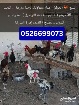 ديوك .. تربية مزرعة