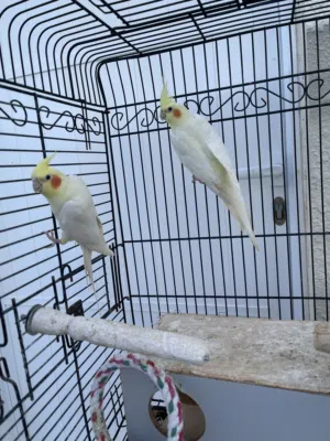 زوج ببغاء منتج