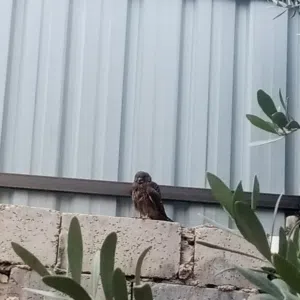 صقيري للبيع