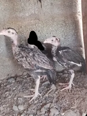 للبيع باتشوين بكستانيات