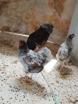 ديك وعتوقتين وان دوت بلو