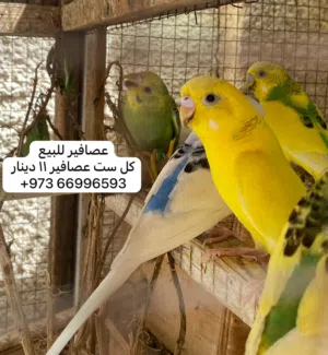 كل 6 عصافير 11 دينار