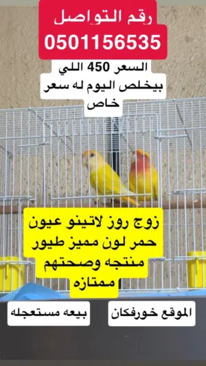 زوج روز لاتينو عيون حمر للبيع الوصف مهم