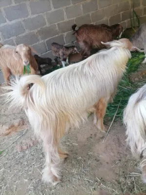 تيس عماني و كبش للبيع