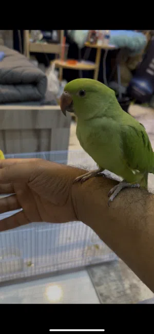 ببغاء الدرة