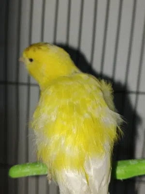 جوز كنار جاهز للبيع