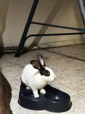 Beautiful Rabbits each almost 4-5 months old