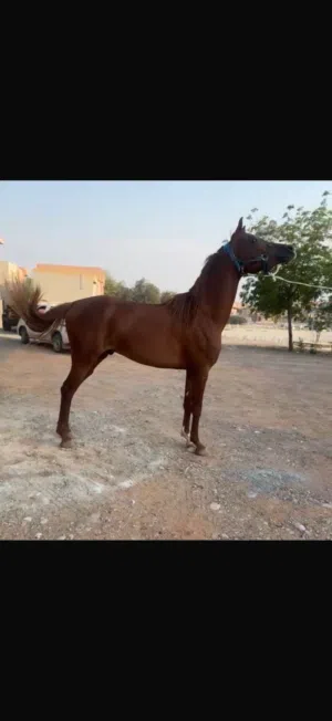 فحل ابوظبي