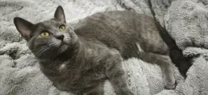 قط russian blue للتبني