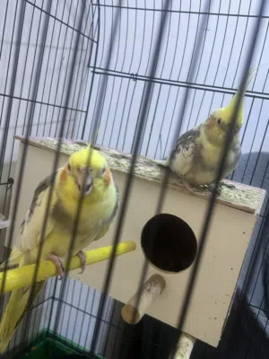 زوج كوكتيل  اقرأ الوصف