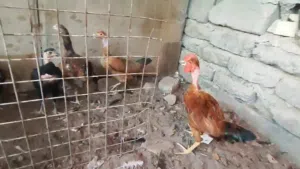 دجاج عرب للبيع صحتة حلوة كلش تصوير مو واضح بس نضيفات وحلوات وكو بيهن مكذلات وانشاءالله اليشتري خادمة