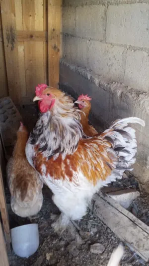 جاج لوهمان وبلدي وصيصان
