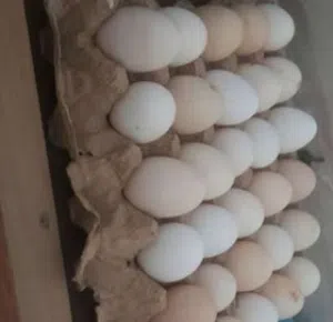 دحي دجاج عربي مخصب