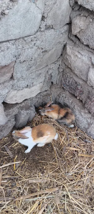 ارانب هولنديه