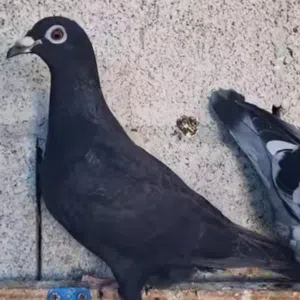 مراوس زاجل أبيض نثيه