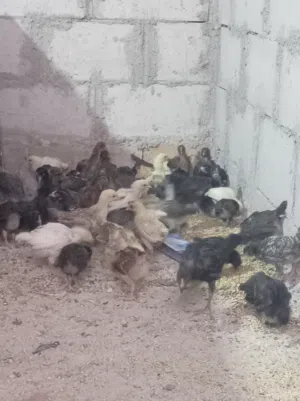 بسم الله ماشاء فراخ دجاج بلدي العمر 40 يوم بيع على الكوم