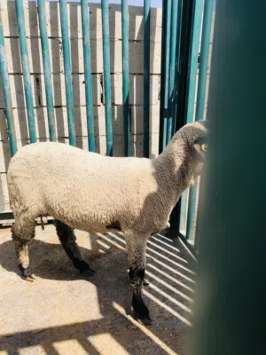 خدمة دبح العقيقه والنذر والاضحية والتوزيع بوصلك اياها وين ماكنت روماني حجم صغير وحجم كبير بلدي