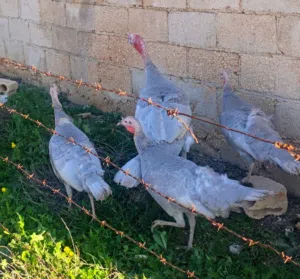 بيض حبش بلجيكي المنيوم البزره الاصليه سعر البيضه 1 دينار الموقع المفرق