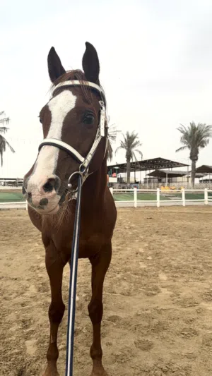 Jumping horse - arabian - male gelding - race horse Negotiable price