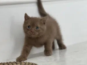كباتن ممتازه للبيع اناث