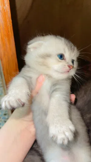 قطه صغيره للبيع