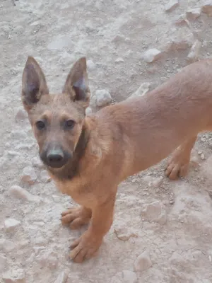 للبيع جرو مالينو (بلجام) ثلاثة شهور ونص اقراء التفاصيل