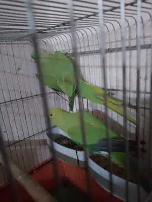 Birds0