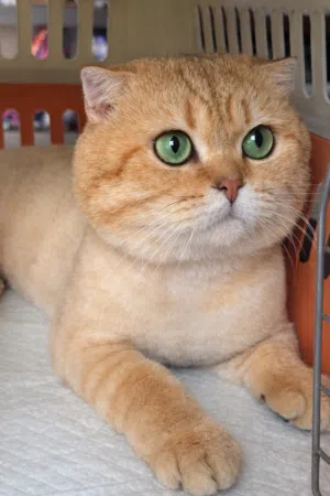 قط ذكر مميز جولدن سكوتش فولد ny11