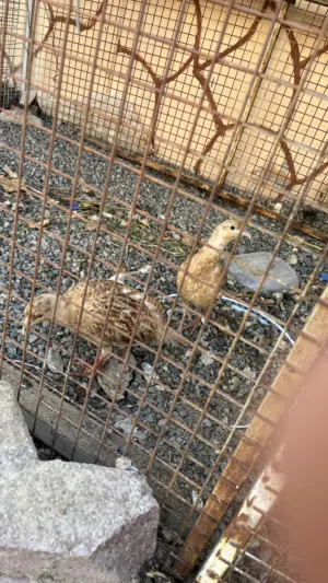 للبيع صفارد بكستانية ذكر وأنثى
