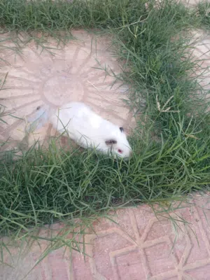 قندي للبيع ب30