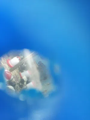 صوص دجاج ما شاء الله عمر شهر عدد100 الصوص 75 قرش من الآخر