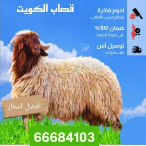 قصاب تحت الطلب خدمه سريعه بيع وتوصيل اغنام