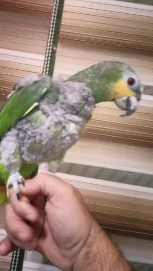 اليف والي بده فيديو يبعت واتس