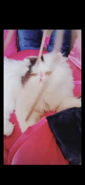 ذكر فان بلاك منتج طالوقه تزاوج مستني بيته الجديد