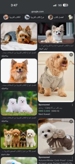 احتاج كلب صغير يكون من النوع الي مش بيكبر في الحجم ونظيف
